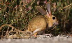 Nesli Tehlikedeki Arap Tavşanı Karaman’da Görüldü: Uzmanlar Uyarıda Bulunuyor
