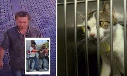 Asitle kedilere işkence yapan adam tutuklandı!