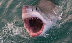 Türkiye kıyılarında hangi köpekbalıkları yaşar? Türkiye kıyılarında büyük beyaz köpekbalığı yaşar mı?