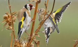 Kızılırmak Deltası Kuş Cenneti'ni yaz döneminde 50 binden fazla ziyaretçi gezdi