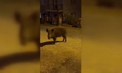 Şehre inen yaban domuzlarının beslenmemesi uyarısı