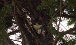Ağaçta 24 saat mahsur kalan kediyi itfaiye kurtardı