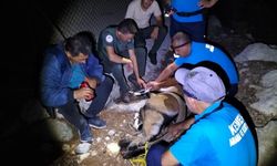 Antalya Kemer'de yaralı dağ keçisine umut oldular
