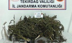 Çerkezköy'de Uyuşturucu Ticaretine Darbe: 30 Gram Bonzai Ele Geçirildi