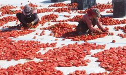 İtalya'nın dünyaca ünlü pizzalarını Erciyes'in eteklerinde kurutulan domatesler süslüyor