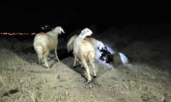 Kilis’te, kaybolan koyunları jandarma buldu