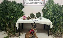 Narkotik köpeği 'Termal' uyuşturucuya geçit vermedi!