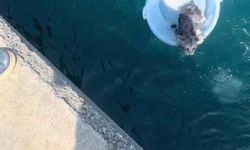 Sarıyer'de denize düşen yavru kediyi çevredekiler kurtardı