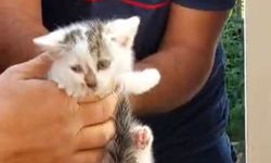 Kayseri itfaiyesinden yavru kediye şefkat eli