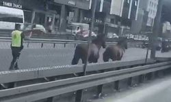 İstanbul'da trafik krizi: Atlar şehri istila etti