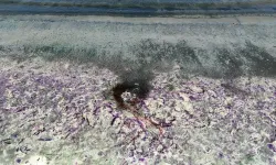 Burdur Gölü neden mor renge büründü? Sülfür bakterisi nedir?