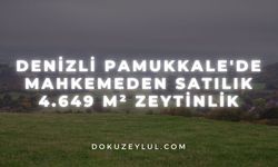 Denizli Pamukkale'de mahkemeden satılık 4.649 m² zeytinlik