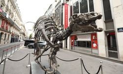 Paris'te 150 milyon yıllık dinozor iskeleti açık artırmada!