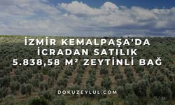 İzmir Kemalpaşa'da icradan satılık 5.838,58 m² zeytinli bağ