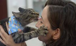 Maskot kedi: Ali Cabbar, veterinerlerin kalbinde taht kurdu, şimdi yuva arıyor!