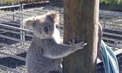 Küçük hırsız Koala çıktı