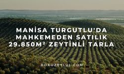 Manisa Turgutlu'da mahkemeden satılık 29.850m² zeytinli tarla
