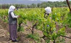 Manisa'nın hangi ilçelerinde neler yetişiyor? Manisa'nın Türkiye tarımındaki yeri nedir?