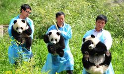 Panda bakıcısı yetiştirecekler! Dünyanın ilk panda okulu açıldı