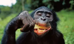 Vahşi Dişi Şempanzelerin Menopoz Sonrası Uzun Süre Yaşadıkları Tespit Edildi