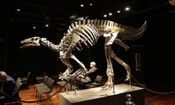 150 milyon yıllık dinozor iskeleti satıldı