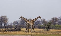 Afrika'nın doğa harikalarından Okavango Deltası'nda kuraklık hakim