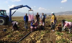 Afyonkarahisar'da ikinci ekim patates hasadı devam ediyor