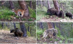 Kars'ta yaban hayvanları doğal ortamlarında 242 noktadan takip edildi