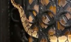 Antalya'da site kapısına sıkışan 1,5 metrelik yılanı itfaiye kurtardı