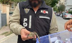 Ataşehir'de evinde Nil timsahı besleyen şüpheli gözaltına alındı