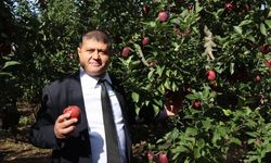 Isparta elmasında 1 milyon 250 bin ton rekolte beklentisi