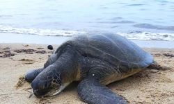Kuşadası'nda ölü 3 yeşil deniz kaplumbağası sahile vurdu