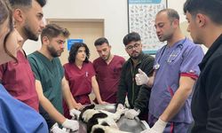 OMÜ Hayvan Hastanesi tüm Karadeniz’e hizmet veriyor