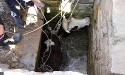 Su kuyusuna düşen inek, 2 saatte kurtarıldı