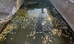 Sulama kanalında oksijensiz kalan yüzlerce balık öldü