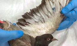 TMO patlamasında yaralanan güvercinler sağlığına kavuştu