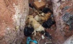 Tunceli’de köpeklerin öldürülerek çukura atıldığı iddiasına inceleme