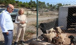 Egeli ihracatçılardan barınaklara mama yardımı