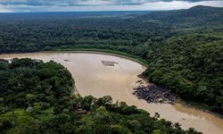 Amazonlar'da acil durum: 100'den fazla ölü yunus bulundu