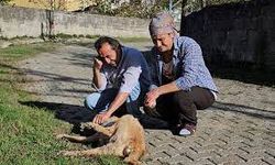 Zonguldak'ın köpek düşmanı köyü ve muhtarı pes dedirtti!