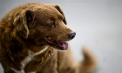 Dünyanın En Yaşlı Köpeği Hayatını Kaybetti