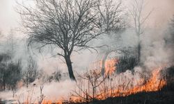 Orman Yangınlarının Etkisi Sanılandan Daha Fazla