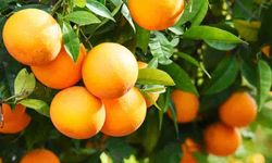 Portakalın Faydaları - Portakalın 4 İnanılmaz Faydası