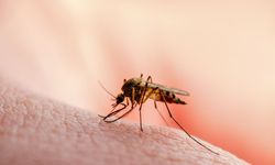Sıtma Nedir? Sıtma Belirtileri
