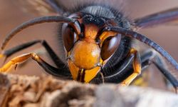 Yaban Arılarının azalması tarımı tehdit ediyor