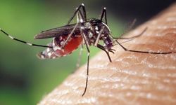 Sivrisinekler Kışın Uykuda Değil: Uzmanlar Hastalık Alarmı Veriyor