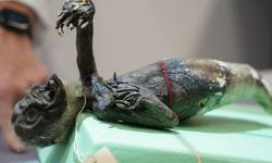 Japonya'da esrarengiz keşif: Denizkızı mumyası bulundu!