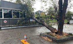 Bolu'da rüzgarda devrilen ağaç polis noktasının üzerine düştü