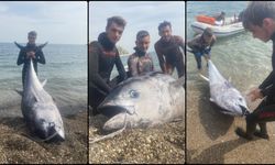 Mersin'de zıpkınla 150 kilogramlık orkinos avlandı