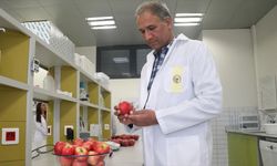 Niğde misket elmasının hastalıklara dayanıklı genleri, ABD'de yeni elma çeşitlerine aktarılacak